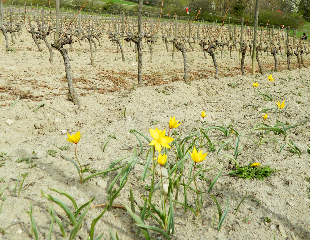 Tulipa sylvestris L. subsp. sylvestris ©PNRV_AJ Parsy