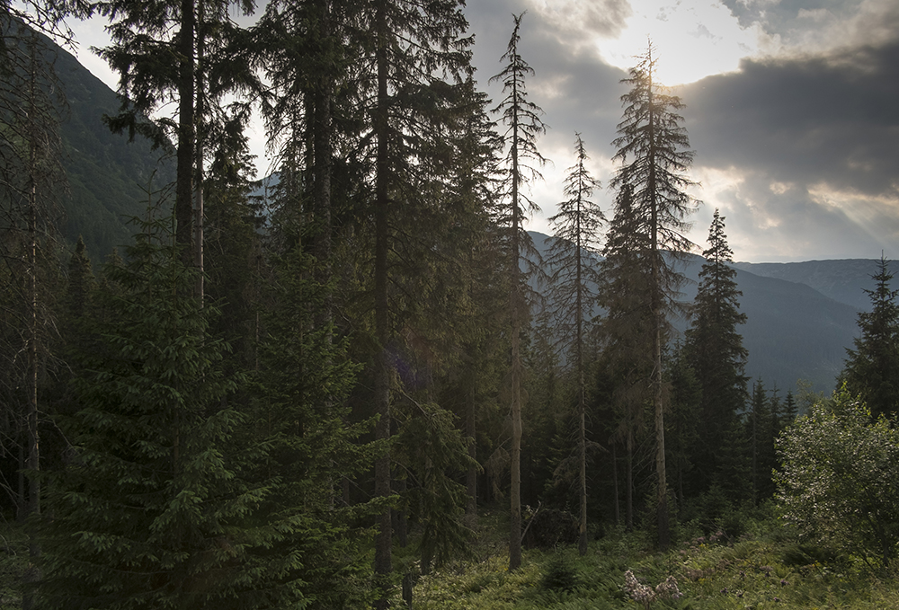 Forêt et changement climatique