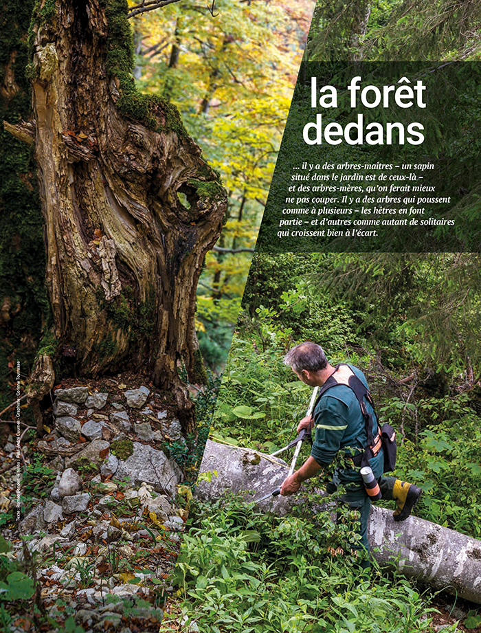 La forêt dedans