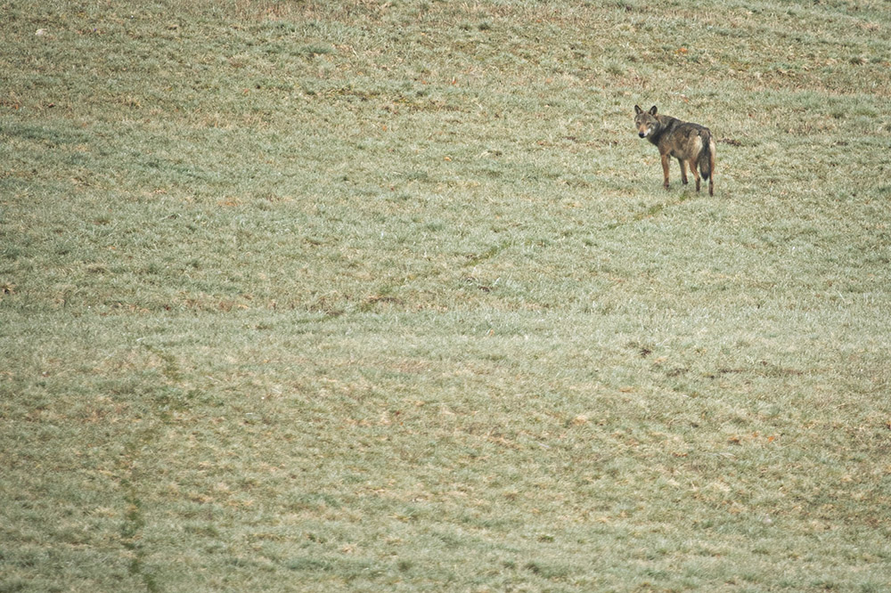 Loup gris