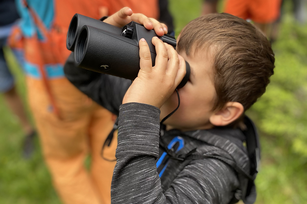 Observation de Gypaètes barbu par un enfant