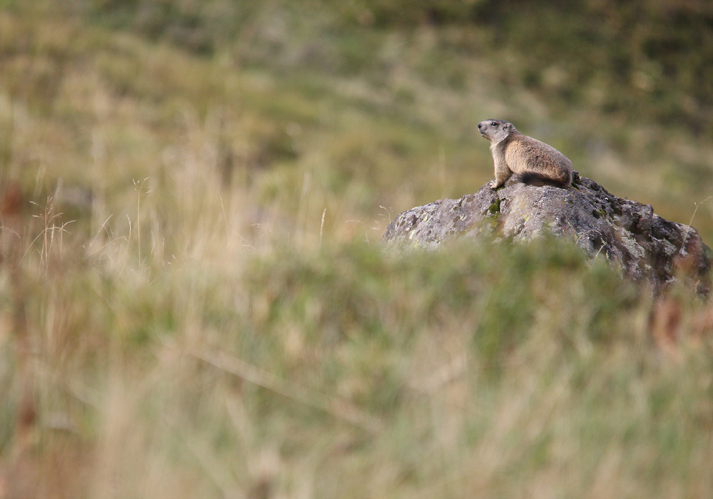 Marmotte des Alpes