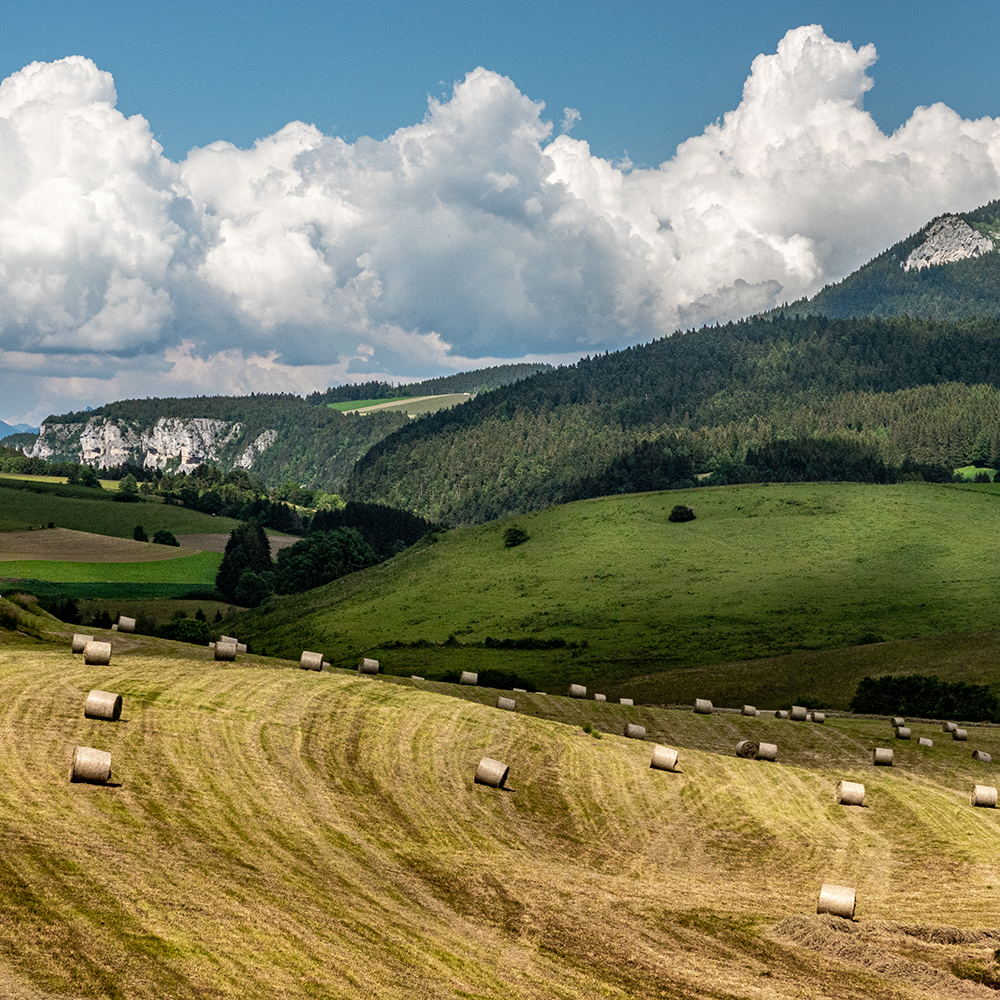 Paysage agricole