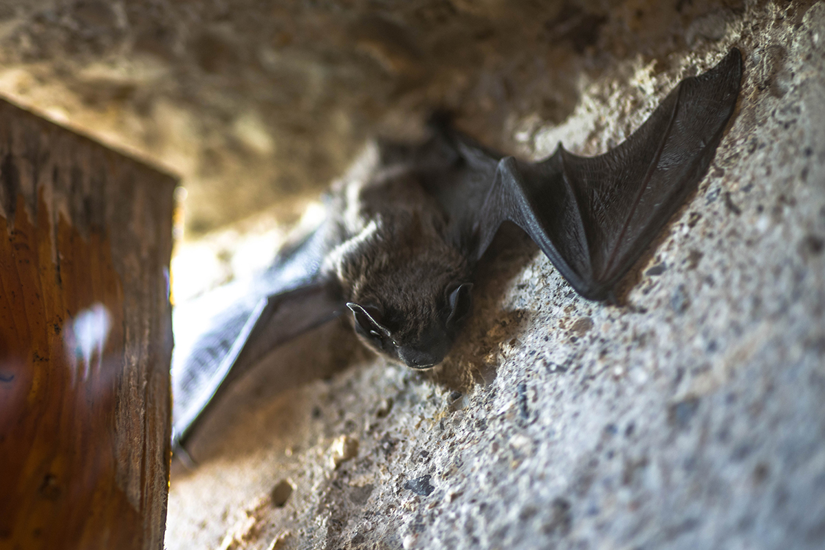 Noctule de Leisler 