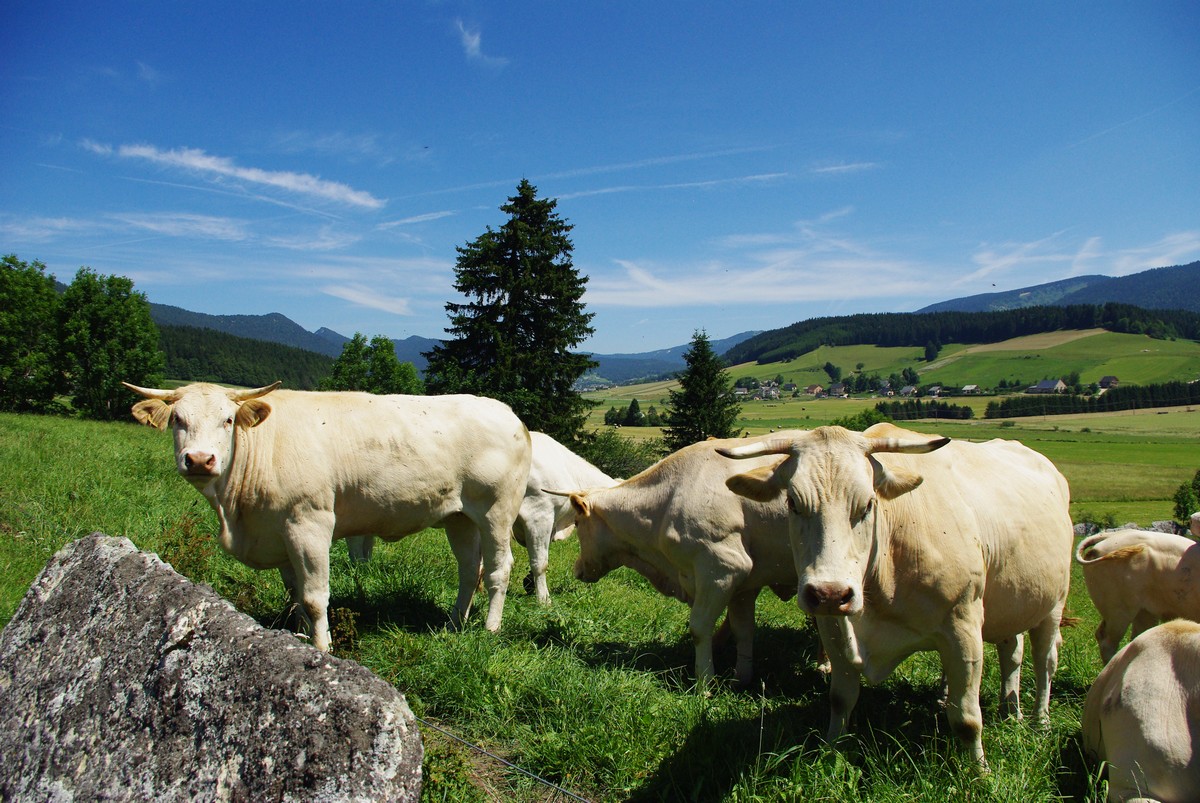 Visite et repas à la Ferme Visite et repas à la Ferme