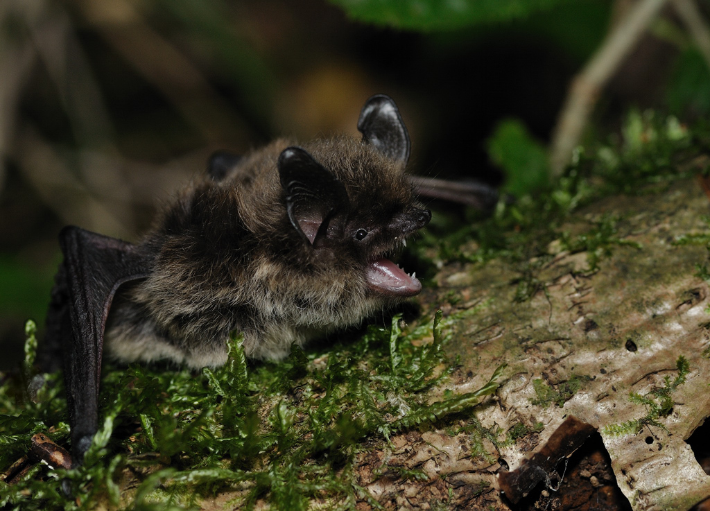 Nuit de la chauve-souris Nuit de la chauve-souris