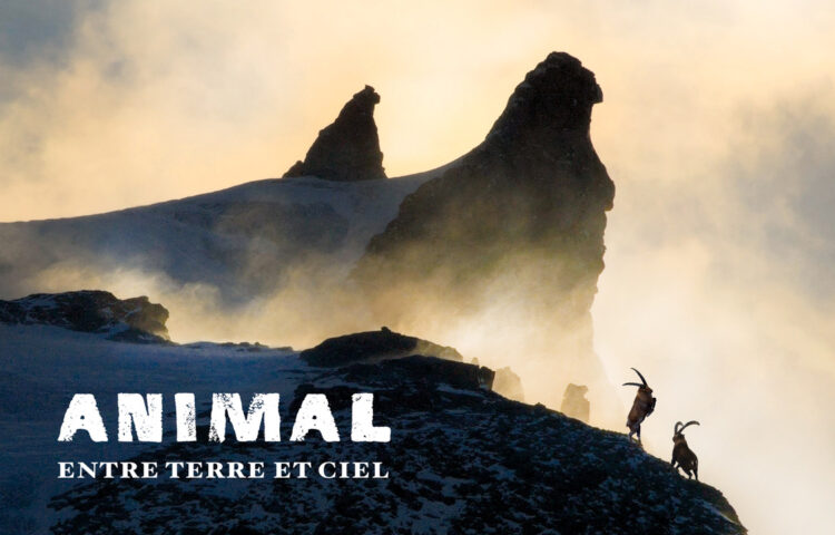 Ciné-rencontre -  "ANIMAL - Entre Terre et Ciel" (Lapied film)