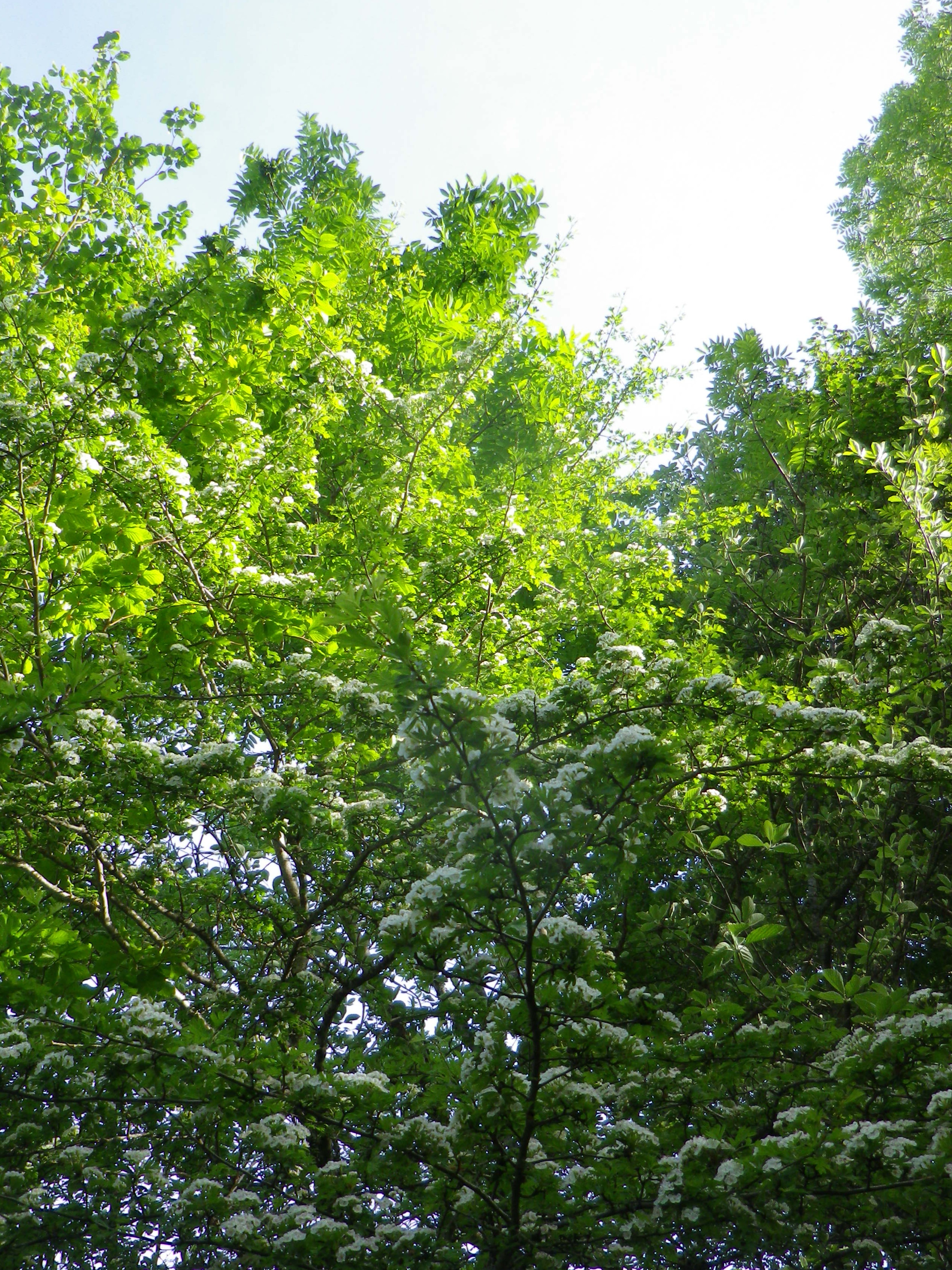 Sortie naturaliste faune et flore autour de Rousset