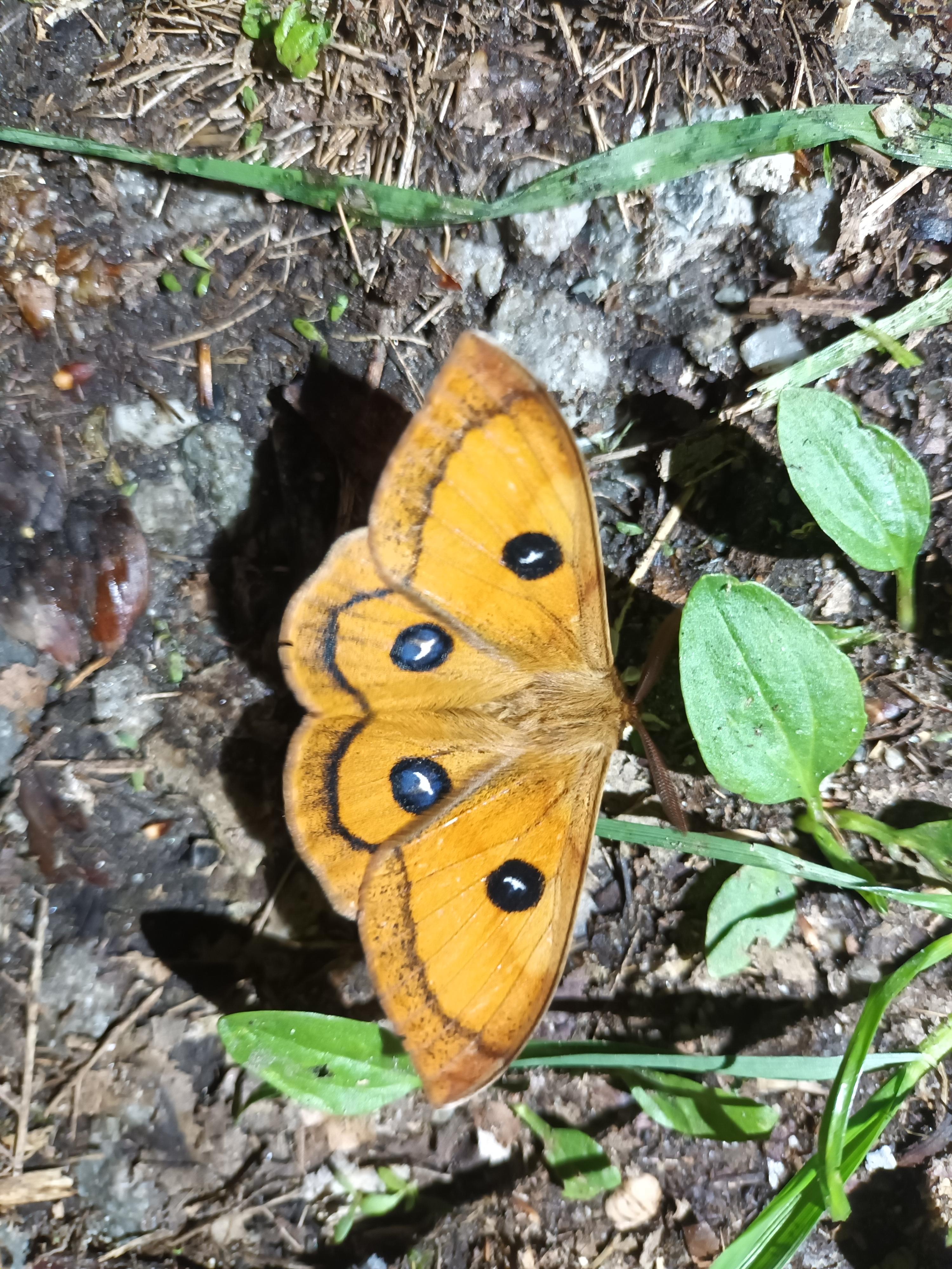 Sortie sur la découverte des papillons de jour et de nuit