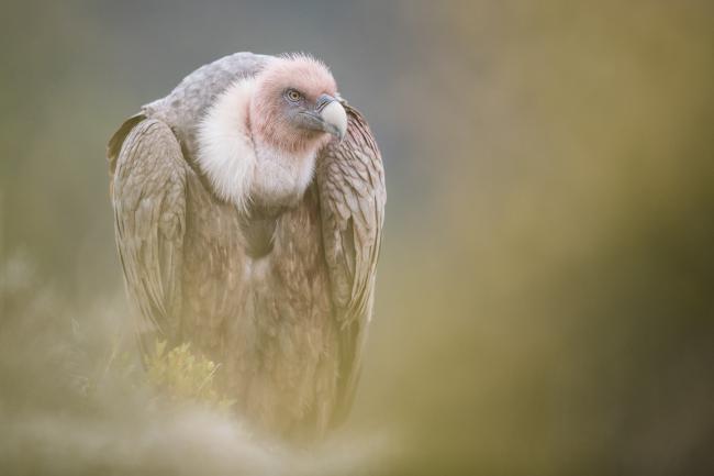 Vautour fauve
