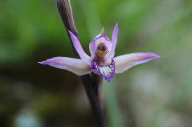 Limodorum abortivum