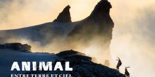 Ciné-rencontre -  "ANIMAL - Entre Terre et Ciel" (Lapied film)