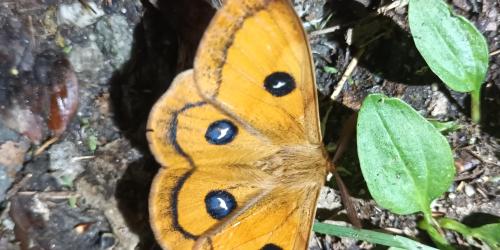Sortie sur la découverte des papillons de jour et de nuit