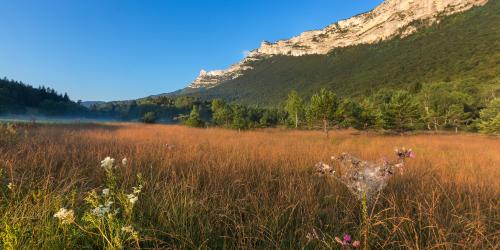 Arbres et forêts
