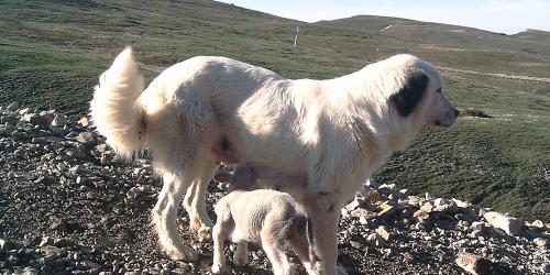 Chien de protection